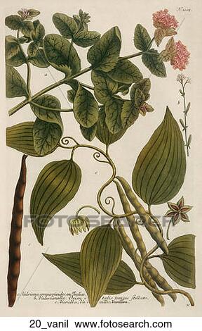 Drawing - Antique Botanical Illustration of Vanilla (color printed and hand-finished engraving).,1737-45. Fotosearch