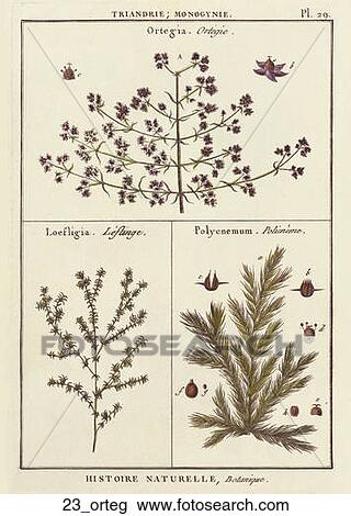Antique Botanical Illustration of Ortegia (hand-colored copper engraving)., c. 1780 View Large Illustration Drawing - Antique Botanical Illustration of Ortegia (hand-colored copper engraving)., c. 1780. Fotosearch