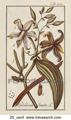 Antique Botanical Illustration of Vanilla (hand-colored copper engraving)., c. 1781 View Large Illustration Drawing - Antique Botanical Illustration of Vanilla (hand-colored copper engraving)., c. 1781. Fotosearch