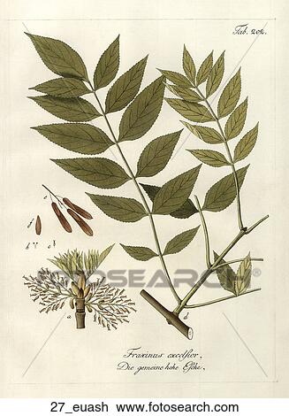 Antique Botanical Illustration of European Ash (hand-colored copper engraving)., 1792-1804 View Large Illustration Drawing - Antique Botanical Illustration of European Ash (hand-colored copper engraving)., 1792-1804. Fotosearch