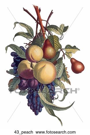 Drawing - Antique Botanical Illustration of Peaches (hand-colored stipple engraving)., 1804. Fotosearch