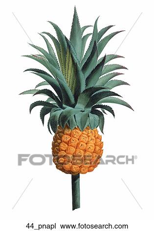 Drawing - Antique Botanical Illustration of Pineapple (hand-colored stipple engraving)., 1804. Fotosearch