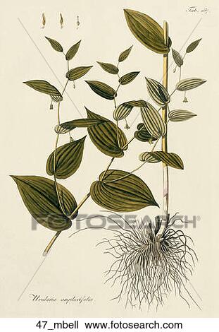 Drawing - Antique Botanical Illustration of Merrybells (hand-colored copper engraving)., 1812. Fotosearch