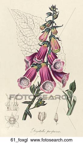 Drawing - Antique Botanical Illustration of Foxglove (hand-colored engraving).,1836. Fotosearch