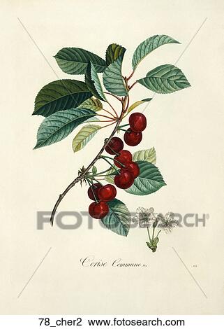 Antique Botanical Illustration of Cherries (color printed and hand-finished stipple engraving)., 1846 View Large Illustration Drawing - Antique Botanical Illustration of Cherries (color printed and hand-finished stipple engraving)., 1846. Fotosearch