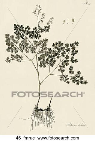 Clip Art - Antique Botanical Illustration of Fetid Meadow Rue (hand-colored copper engraving)., 1812. Fotosearch