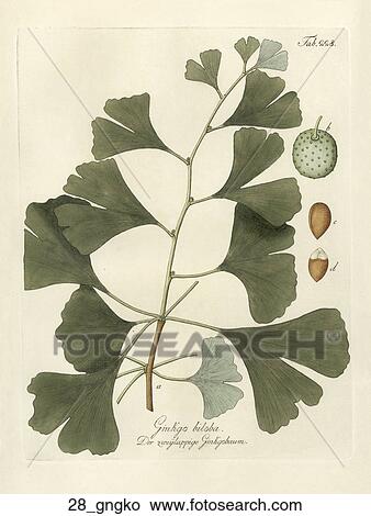 Stock Illustration - Antique Botanical Illustration of Ginko Biloba (hand-colored copper engraving)., 1792-1804. Fotosearch