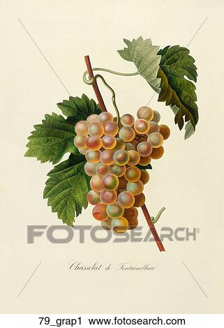 Clip Art - Antique Botanical Illustration of Green Grapes (color printed and hand-finished stipple engraving)., 1846. Fotosearch