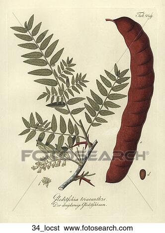 Stock Illustration - Antique Botanical Illustration of Honey Locust (hand-colored copper engraving)., 1792-1804. Fotosearch