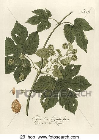 Stock Illustration - Antique Botanical Illustration of Hop (hand-colored copper engraving)., 1792-1804. Fotosearch