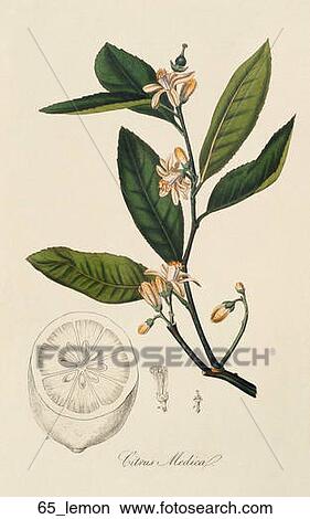 Antique Botanical Illustration of Lemon Tree (hand-colored engraving)., 1836 View Large Illustration Stock Illustration - Antique Botanical Illustration of Lemon Tree (hand-colored engraving)., 1836. Fotosearch
