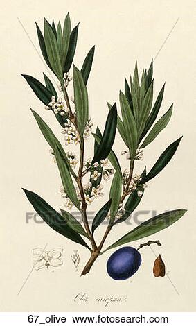 Antique Botanical Illustration of Olive Plant (hand-colored engraving).,1836 View Large Illustration Clip Art - Antique Botanical Illustration of Olive Plant (hand-colored engraving).,1836. Fotosearch