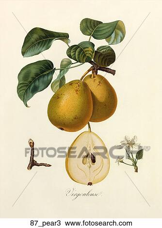 Drawing - Antique Botanical Illustration of Pears (color printed and hand-finished stipple engraving)., 1846. Fotosearch