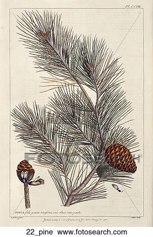 Clip Art - Antique Botanical Illustration of Pine (hand-colored copper engraving).,1756. Fotosearch