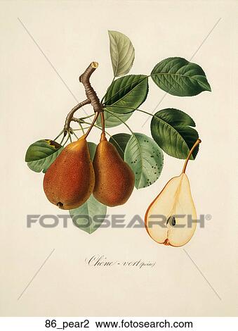 Antique Botanical Illustration of Red Pears (color printed and hand-finished stipple engraving)., 1846 View Large Illustration Drawing - Antique Botanical Illustration of Red Pears (color printed and hand-finished stipple engraving)., 1846. Fotosearch