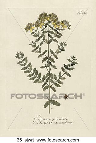 Stock Illustration - Antique Botanical Illustration of St. John’s Wort (hand-colored copper engraving)., 1792-1804. Fotosearch