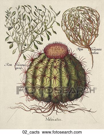 Stock Illustration - Antique Botanical Illustration of Cactus (hand-colored copper engraving)., c. 1640. Fotosearch