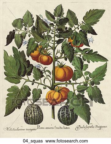 Stock Illustration - Antique Botanical Illustration of Tomatoes and Squash (hand-colored copper engraving)., c. 1640. Fotosearch