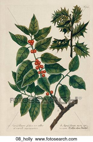 Antique Botanical Illustration of English Holly (color printed and hand-finished engraving)., 1737-45 View Large Illustration Stock Illustration - Antique Botanical Illustration of English Holly (color printed and hand-finished engraving)., 1737-45. Fotosearch