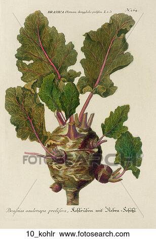 Stock Illustration - Antique Botanical Illustration of Jeruselum Cherry (color printed and hand-finished engraving)., 1737-45. Fotosearch
