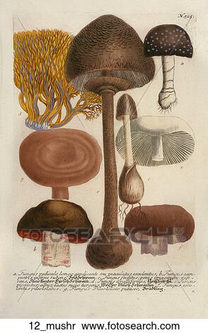 Stock Illustration - Antique Botanical Illustration of Mushrooms (color printed and hand-finished engraving)., 1737-45. Fotosearch