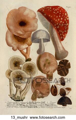 Stock Illustration - Antique Botanical Illustration of Mushrooms (color printed and hand-finished engraving)., 1737-45. Fotosearch