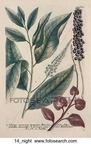 Stock Illustration - Antique Botanical Illustration of Climbing Nightshade (color printed and hand-finished engraving)., 1737-45. Fotosearch