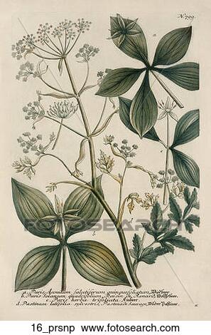 Stock Illustration - Antique Botanical Illustration of Parsnip (color printed and hand-finished engraving)., 1737-45. Fotosearch