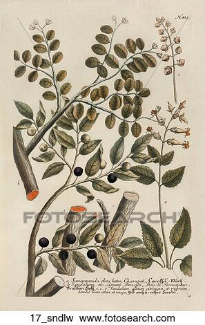 Antique Botanical Illustration of Sandalwood (color printed and hand-finished engraving)., 1737-45 View Large Illustration Stock Illustration - Antique Botanical Illustration of Sandalwood (color printed and hand-finished engraving)., 1737-45. Fotosearch