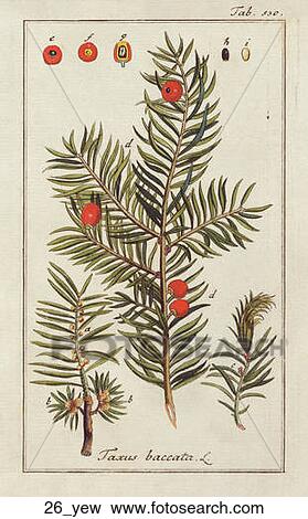 Stock Illustration - Antique Botanical Illustration of English Yew (hand-colored copper engraving)., c. 1790. Fotosearch