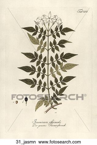 Antique Botanical Illustration of Jasmine (hand-colored copper engraving)., 1792-1804 View Large Illustration Stock Illustration - Antique Botanical Illustration of Jasmine (hand-colored copper engraving)., 1792-1804. Fotosearch