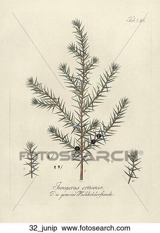 Stock Illustration - Antique Botanical Illustration of Juniper (hand-colored copper engraving)., 1792-1804. Fotosearch