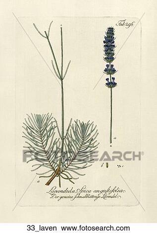 Stock Illustration - Antique Botanical Illustration of Lavender (hand-colored copper engraving)., 1792-1804. Fotosearch