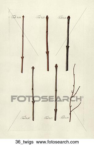 Antique Botanical Illustration of Various Twig Specimens (hand-colored copper engraving)., 1792-1804 View Large Illustration Stock Illustration - Antique Botanical Illustration of Various Twig Specimens (hand-colored copper engraving)., 1792-1804. Fotosearch