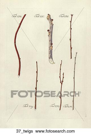 Antique Botanical Illustration of Various Twig Specimens (hand-colored copper engraving)., 1792-1804 View Large Illustration Stock Illustration - Antique Botanical Illustration of Various Twig Specimens (hand-colored copper engraving)., 1792-1804. Fotosearch
