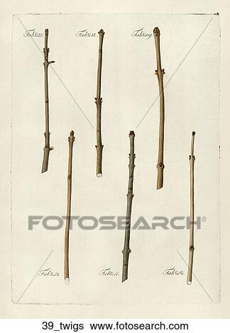 Antique Botanical Illustration of Various Twig Specimens (hand-colored copper engraving)., 1792-1804 View Large Illustration Stock Illustration - Antique Botanical Illustration of Various Twig Specimens (hand-colored copper engraving)., 1792-1804. Fotosearch