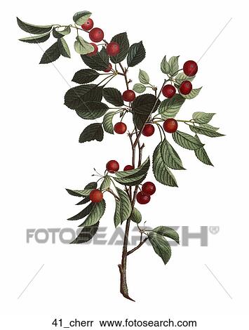 Antique Botanical Illustration of Cherries (hand-colored stipple engraving)., 1804 View Large Illustration Stock Illustration - Antique Botanical Illustration of Cherries (hand-colored stipple engraving)., 1804. Fotosearch
