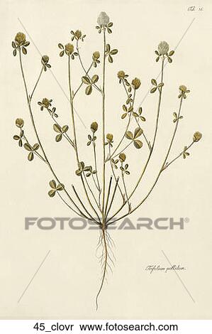 Antique Botanical Illustration of Pale-Flowered Trefoil (hand-colored copper engraving)., 1812 View Large Illustration Stock Illustration - Antique Botanical Illustration of Pale-Flowered Trefoil (hand-colored copper engraving)., 1812. Fotosearch