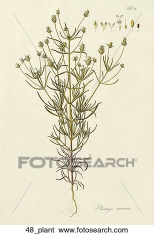 Antique Botanical Illustration of Plantain (hand-colored copper engraving)., 1812 View Large Illustration Stock Illustration - Antique Botanical Illustration of Plantain (hand-colored copper engraving)., 1812. Fotosearch