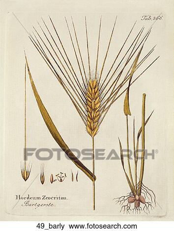 Stock Illustration - Antique Botanical Illustration of Barley (hand-colored copper engraving)., 1812. Fotosearch
