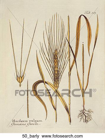 Antique Botanical Illustration of Barley (hand-colored copper engraving)., 1812 View Large Illustration Stock Illustration - Antique Botanical Illustration of Barley (hand-colored copper engraving)., 1812. Fotosearch