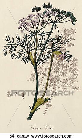 Stock Illustration - Antique Botanical Illustration of Caraway (hand-colored engraving)., 1836. Fotosearch
