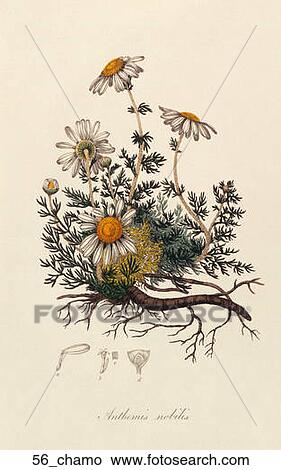 Stock Illustration - Antique Botanical Illustration of Chamomile (hand-colored engraving).,1836. Fotosearch