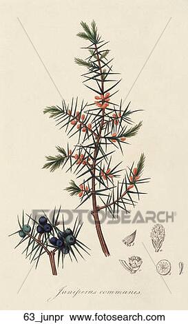 Antique Botanical Illustration of Common Juniper (hand-colored engraving).,1836 View Large Illustration Stock Illustration - Antique Botanical Illustration of Common Juniper (hand-colored engraving).,1836. Fotosearch