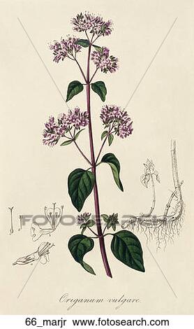Antique Botanical Illustration of Marjorum (hand-colored engraving).,1836 View Large Illustration Stock Illustration - Antique Botanical Illustration of Marjorum (hand-colored engraving).,1836. Fotosearch