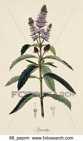 Stock Illustration - Antique Botanical Illustration of Peppermint (hand-colored engraving)., 1836. Fotosearch