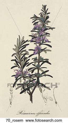 Stock Illustration - Antique Botanical Illustration of Rosemary (hand-colored engraving)., 1836. Fotosearch