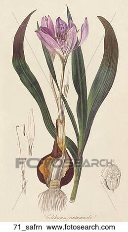 Stock Illustration - Antique Botanical Illustration of Saffron (hand-colored engraving)., 1836. Fotosearch