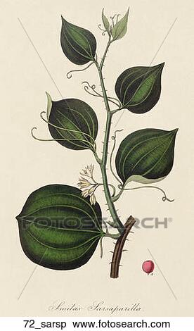 Antique Botanical Illustration of Sarsaparilla (hand-colored engraving)., 1836 View Large Illustration Stock Illustration - Antique Botanical Illustration of Sarsaparilla (hand-colored engraving)., 1836. Fotosearch