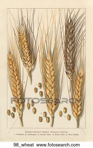 Antique Botanical Illustration of Wheat–Macaroni Varieties (chromolithograph)., 1900 View Large Illustration Stock Illustration - Antique Botanical Illustration of Wheat–Macaroni Varieties (chromolithograph)., 1900. Fotosearch